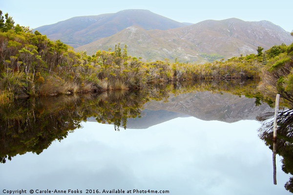 Melaleuca Creek Tasmania Picture Board by Carole-Anne Fooks