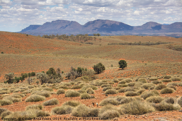 Wilpena Pound, Flinders Ranges in the Spring Picture Board by Carole-Anne Fooks