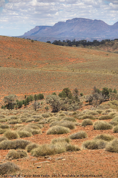 Wilpena Pound, Flinders Ranges in the Spring Picture Board by Carole-Anne Fooks