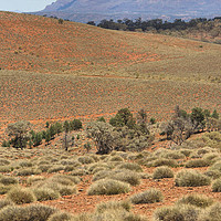 Buy canvas prints of Wilpena Pound, Flinders Ranges in the Spring by Carole-Anne Fooks