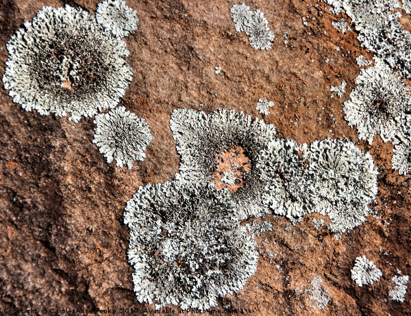 Kanyaka - Lichen Covered Rocks Picture Board by Carole-Anne Fooks