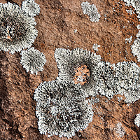 Buy canvas prints of Kanyaka - Lichen Covered Rocks by Carole-Anne Fooks
