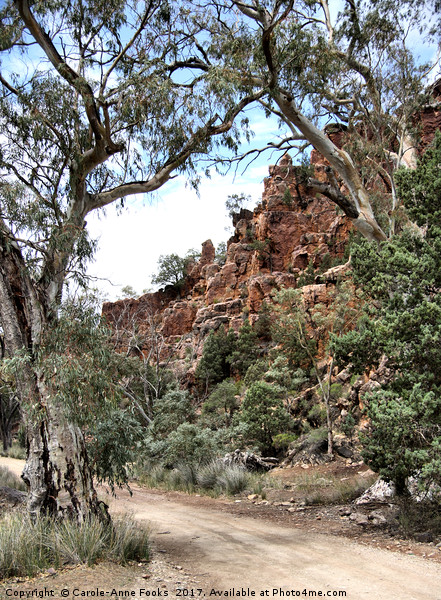Warren Gorge, Flinders Ranges Picture Board by Carole-Anne Fooks