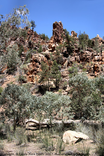 Warren Gorge, Flinders Ranges Picture Board by Carole-Anne Fooks