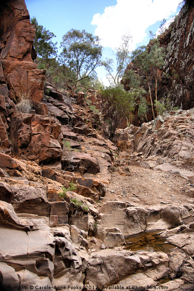 Sacred Canyon, Flinders Ranges Picture Board by Carole-Anne Fooks
