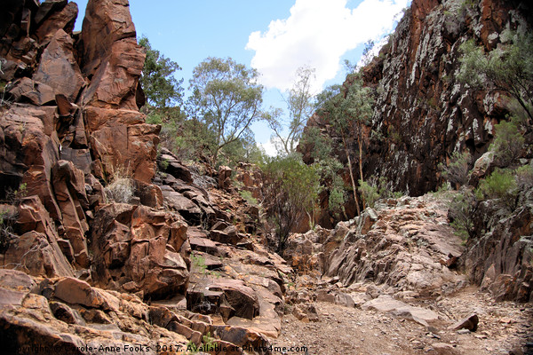 Sacred Canyon, Flinders Ranges Picture Board by Carole-Anne Fooks