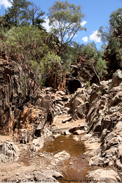 Sacred Canyon, Flinders Ranges Picture Board by Carole-Anne Fooks