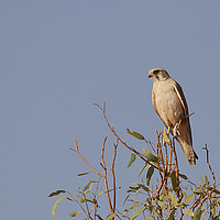 Buy canvas prints of Brown Falcon by Carole-Anne Fooks