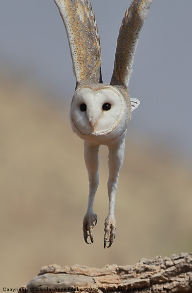 Barn Owl Coming in to Land Picture Board by Carole-Anne Fooks