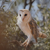 Buy canvas prints of Barn Owl in the Bush by Carole-Anne Fooks
