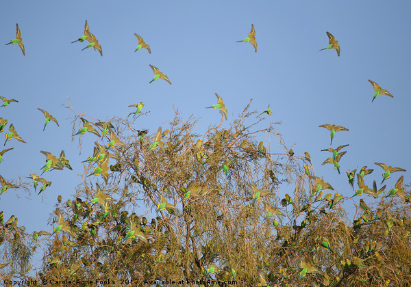 Budgies Landing and Leaving. Picture Board by Carole-Anne Fooks