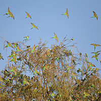 Buy canvas prints of Budgies Landing and Leaving. by Carole-Anne Fooks