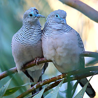 Buy canvas prints of Pair of Peaceful Doves by Carole-Anne Fooks