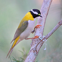 Buy canvas prints of Black-chinned Honeyeater by Carole-Anne Fooks