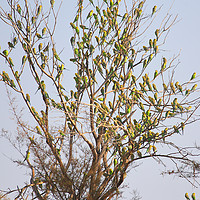 Buy canvas prints of Budgie Leaf Tree by Carole-Anne Fooks