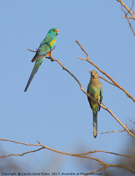 Pair of Mulga Parrots Picture Board by Carole-Anne Fooks