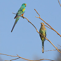 Buy canvas prints of Pair of Mulga Parrots by Carole-Anne Fooks