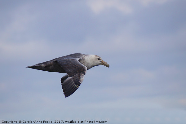 Southern Giant Petrel Picture Board by Carole-Anne Fooks