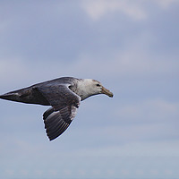 Buy canvas prints of Southern Giant Petrel by Carole-Anne Fooks