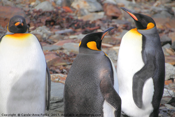 King Penguins Picture Board by Carole-Anne Fooks