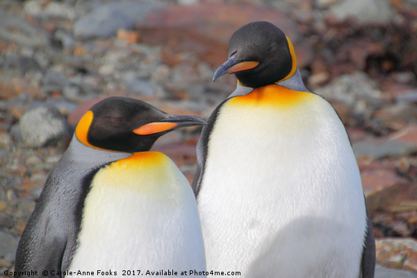 King Penguins Picture Board by Carole-Anne Fooks