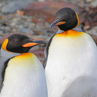 Buy canvas prints of King Penguins by Carole-Anne Fooks