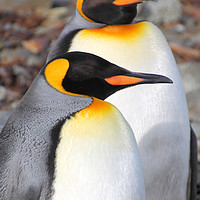 Buy canvas prints of King Penguins by Carole-Anne Fooks