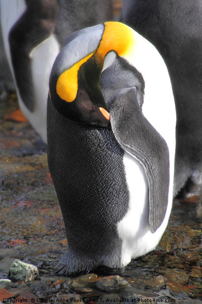 Sleeping King Penguins Picture Board by Carole-Anne Fooks