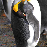 Buy canvas prints of Sleeping King Penguins by Carole-Anne Fooks