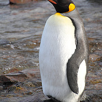 Buy canvas prints of King Penguin by Carole-Anne Fooks