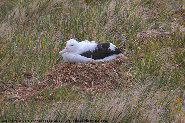 Wandering Albatross Nesting Picture Board by Carole-Anne Fooks