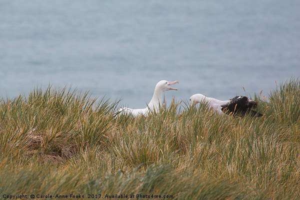 Wandering Albatross Pair Bonding Picture Board by Carole-Anne Fooks