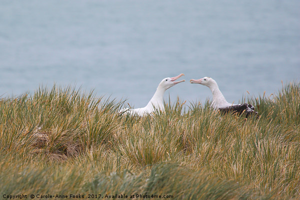 Wandering Albatross Pair Bonding Picture Board by Carole-Anne Fooks