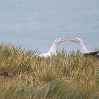 Buy canvas prints of Wandering Albatross Pair Bonding by Carole-Anne Fooks