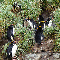 Buy canvas prints of Macaroni Penguins in Their Rookery by Carole-Anne Fooks