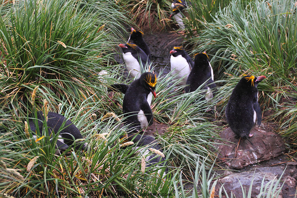Macaroni Penguins in Their Rookery Picture Board by Carole-Anne Fooks