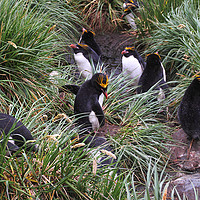 Buy canvas prints of Macaroni Penguins in Their Rookery by Carole-Anne Fooks
