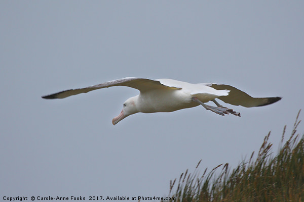 Wandering Albatross Taking Off Picture Board by Carole-Anne Fooks