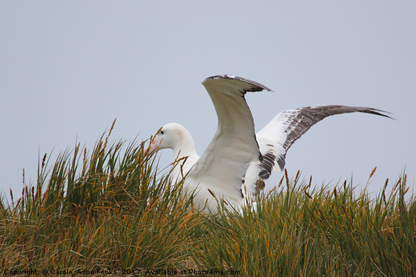 Wandering Albatross Catching a Thermal Picture Board by Carole-Anne Fooks