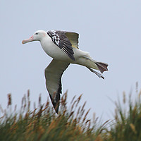 Buy canvas prints of Wandering Albatross Catching a Thermal by Carole-Anne Fooks