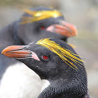 Buy canvas prints of Macaroni Penguin Portrait by Carole-Anne Fooks