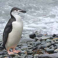 Buy canvas prints of Chinstrap Penguin by Carole-Anne Fooks