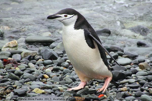 Chinstrap Penguin Picture Board by Carole-Anne Fooks