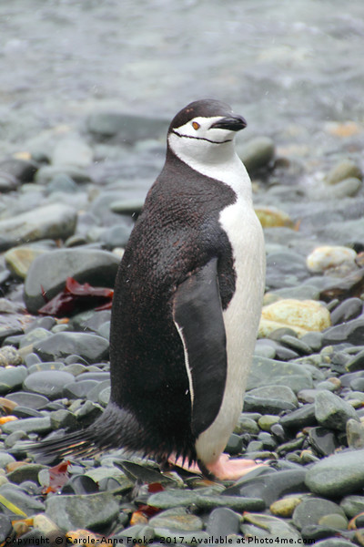 Chinstrap Penguin Picture Board by Carole-Anne Fooks