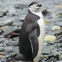 Buy canvas prints of Chinstrap Penguin by Carole-Anne Fooks
