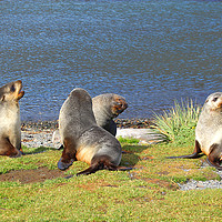 Buy canvas prints of Antarctic Fur Seals by Carole-Anne Fooks