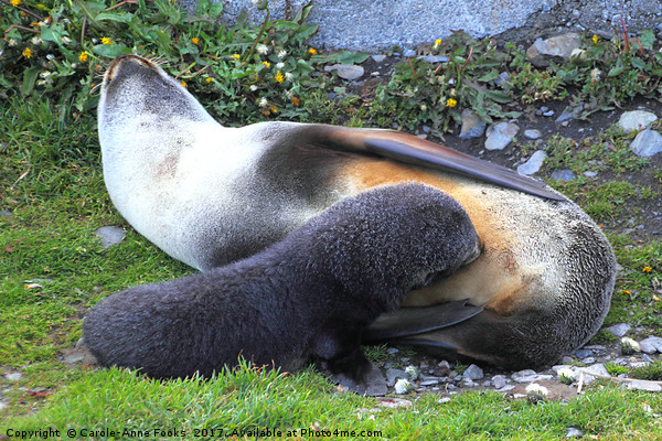 Antarctic Fur Seals Picture Board by Carole-Anne Fooks