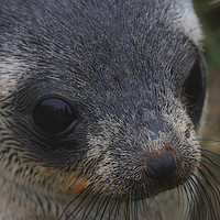 Buy canvas prints of Antarctic Fur Seal Portrait by Carole-Anne Fooks
