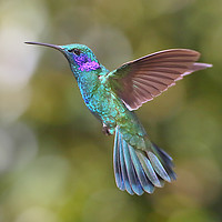 Buy canvas prints of Green Violetear Hummingbird by Carole-Anne Fooks