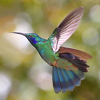 Buy canvas prints of Green Violetear Hummingbird, Colibri thalassinus,  by Carole-Anne Fooks